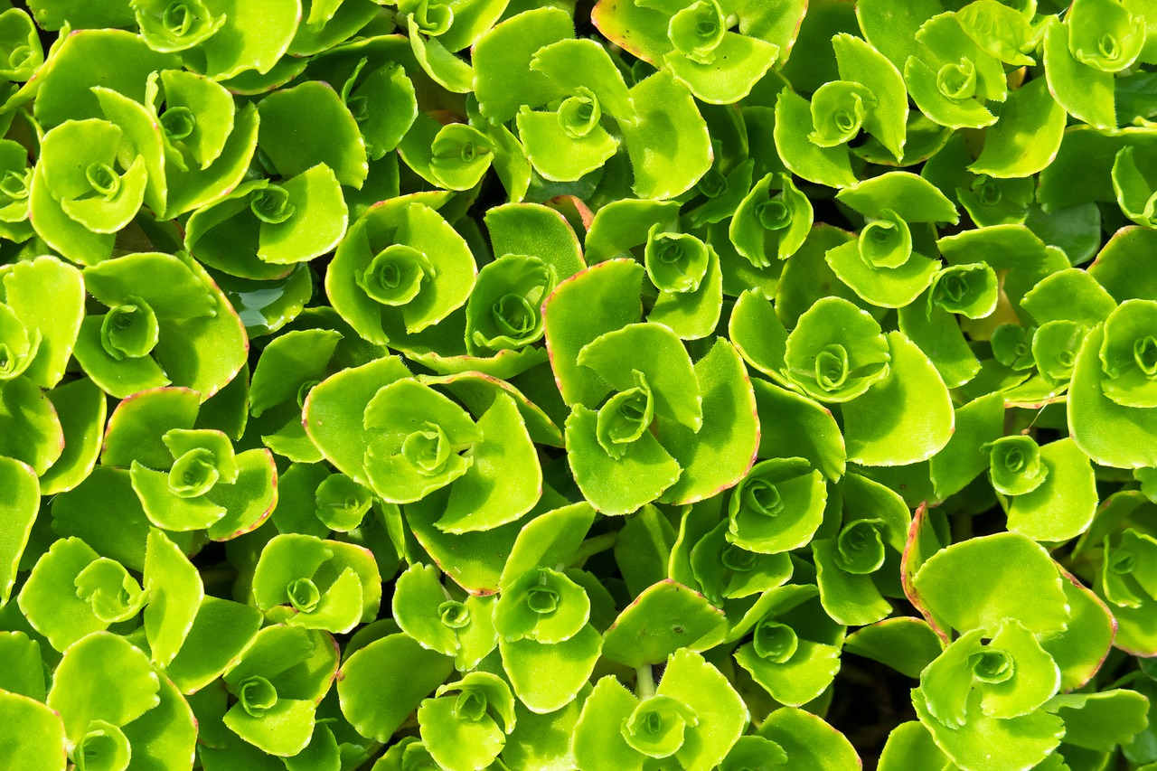 Bodembedekkers Tuin op maat